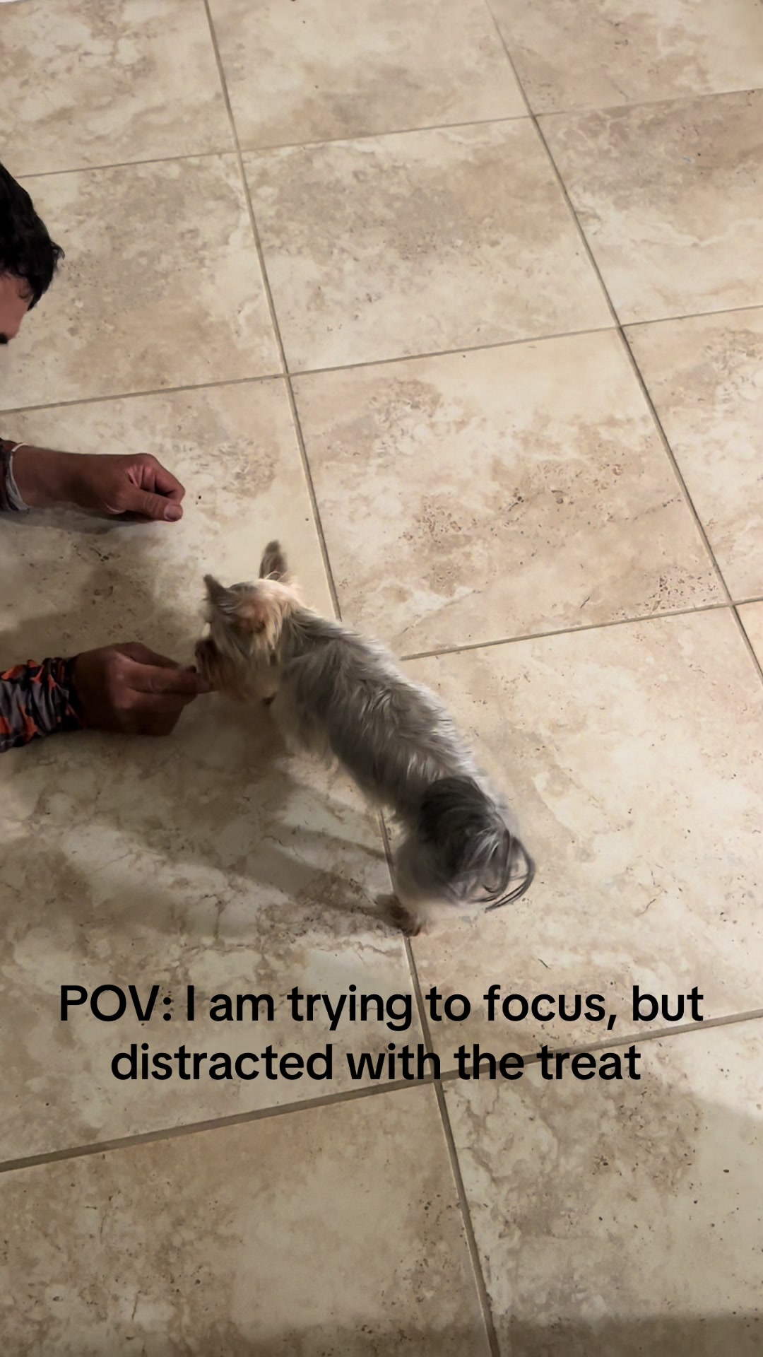 @Penny the Yorkie