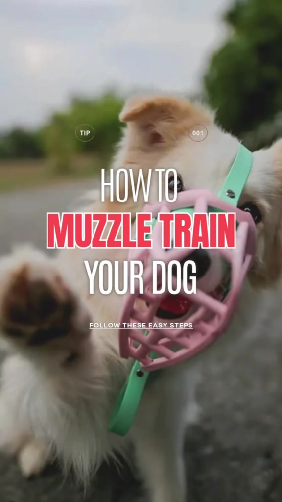 @Petworks.com