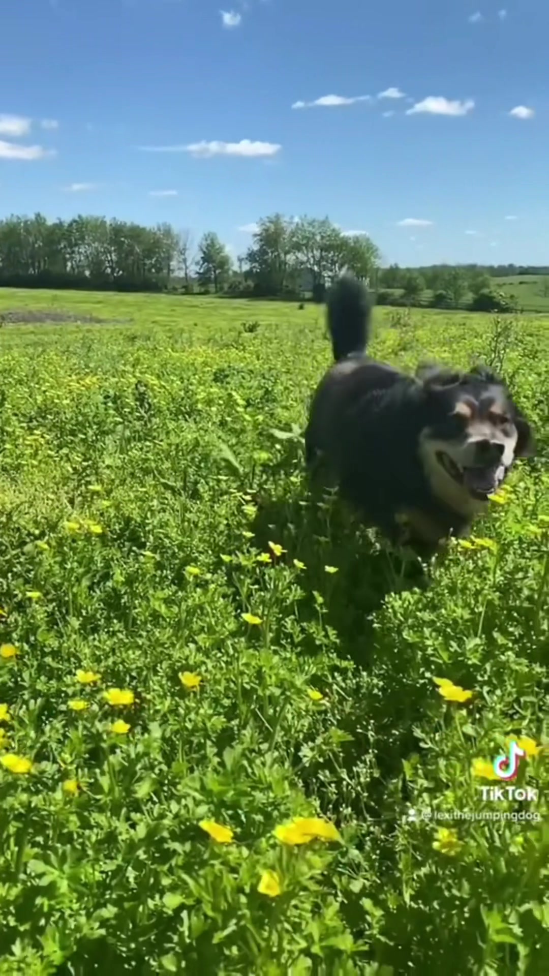 @Lexithejumpingdog