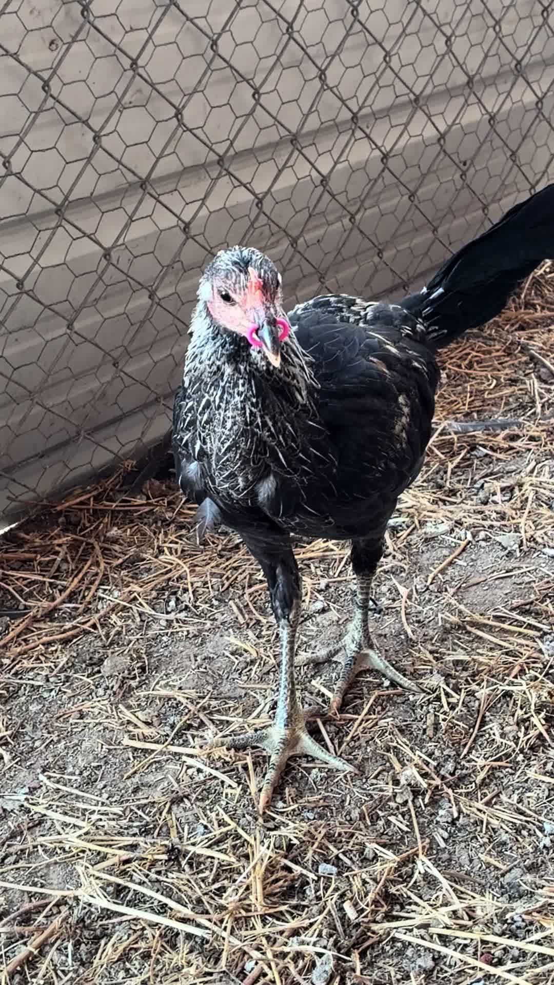 @A.MENDOZA.FARM.USA 74HWY