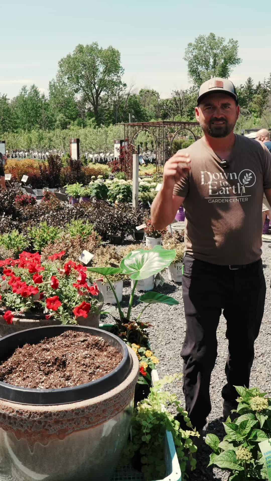 @Down to Earth Tropicals