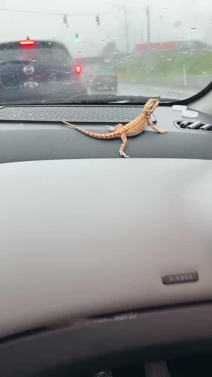 @Mezzy 🦎