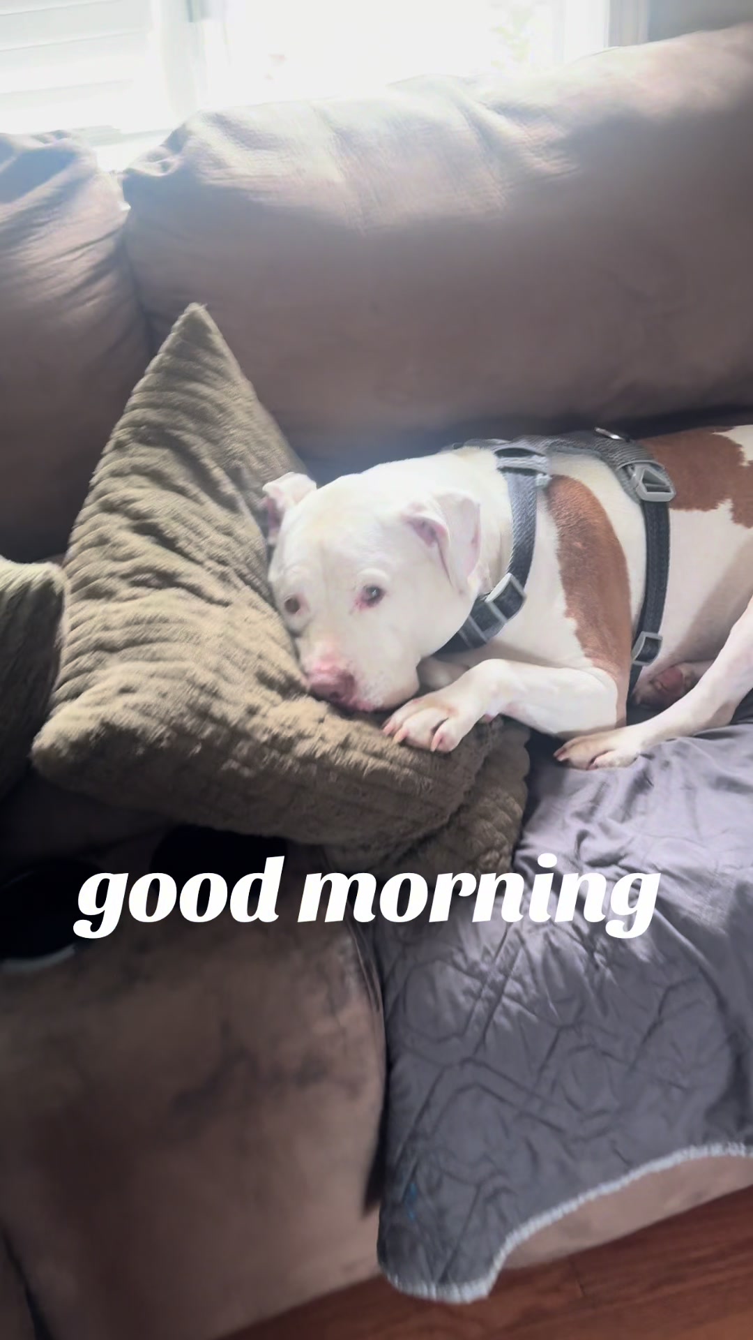 @DIOJI.the.DOG