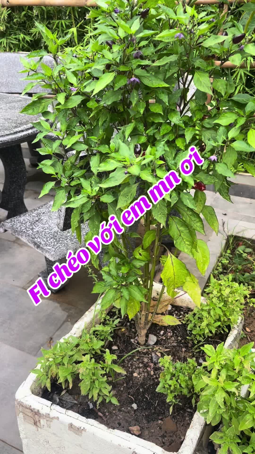 @Chéo fl uy tín