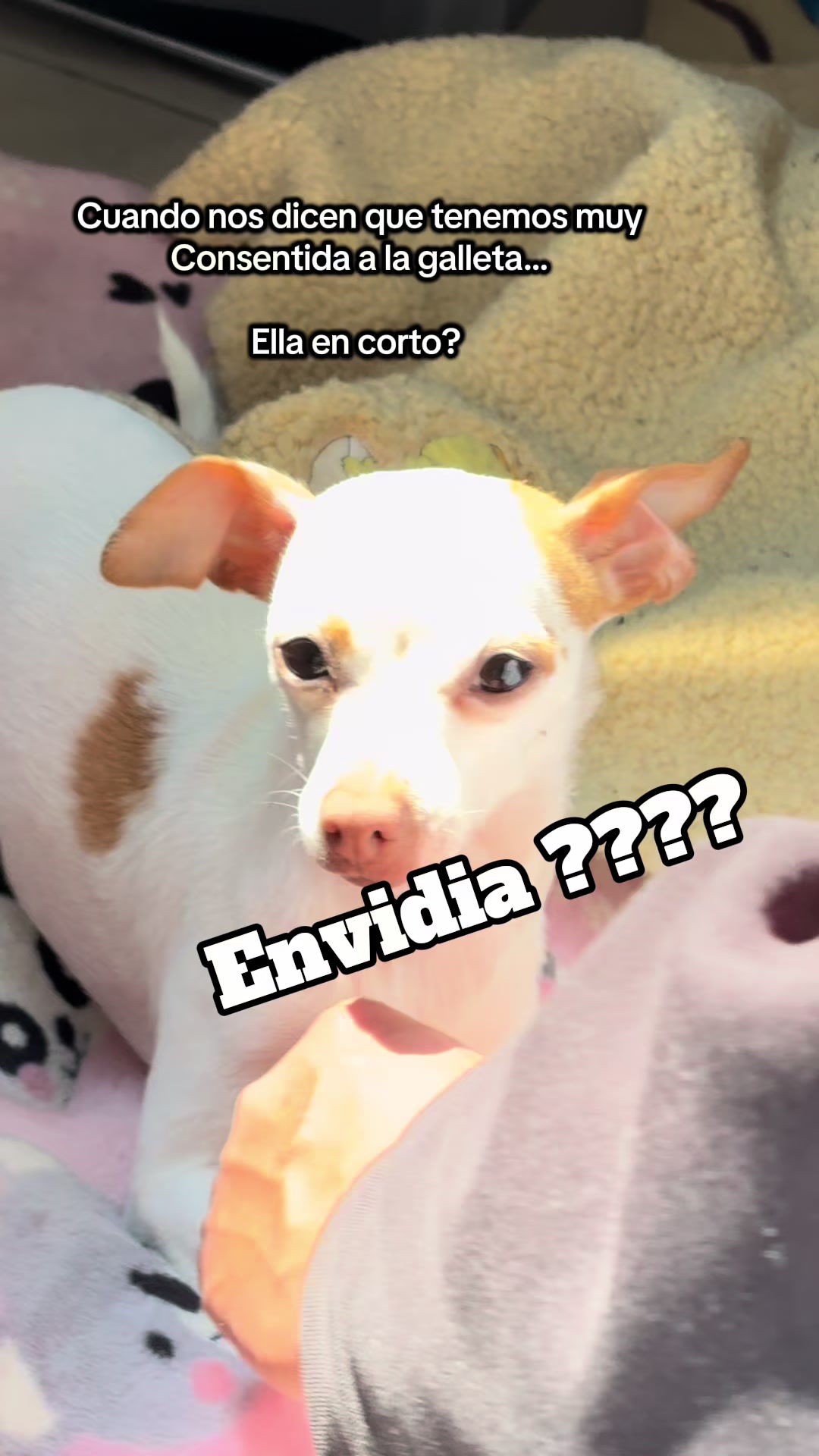 @galleta la chihuahua