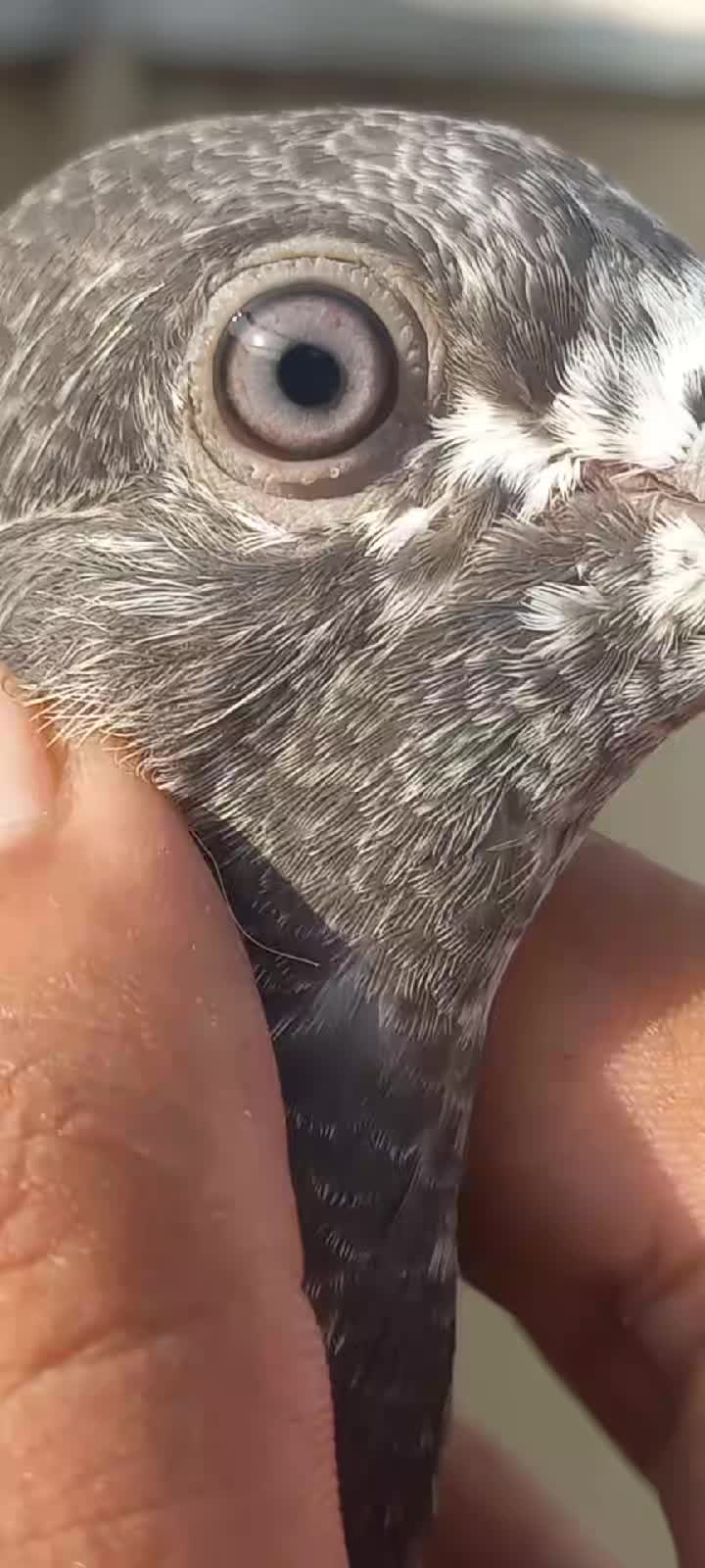 @Ranakasuripigeon