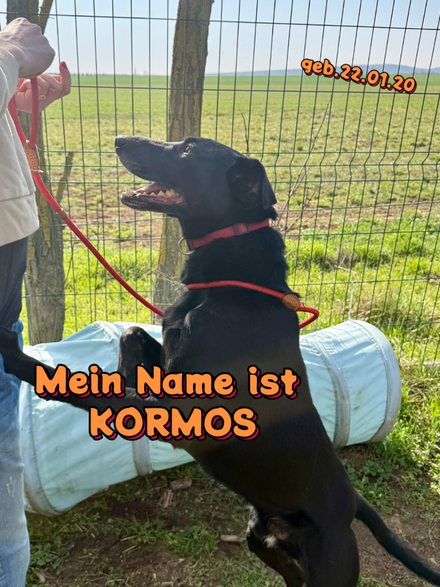 @Hundehilfe Bakony e.V.