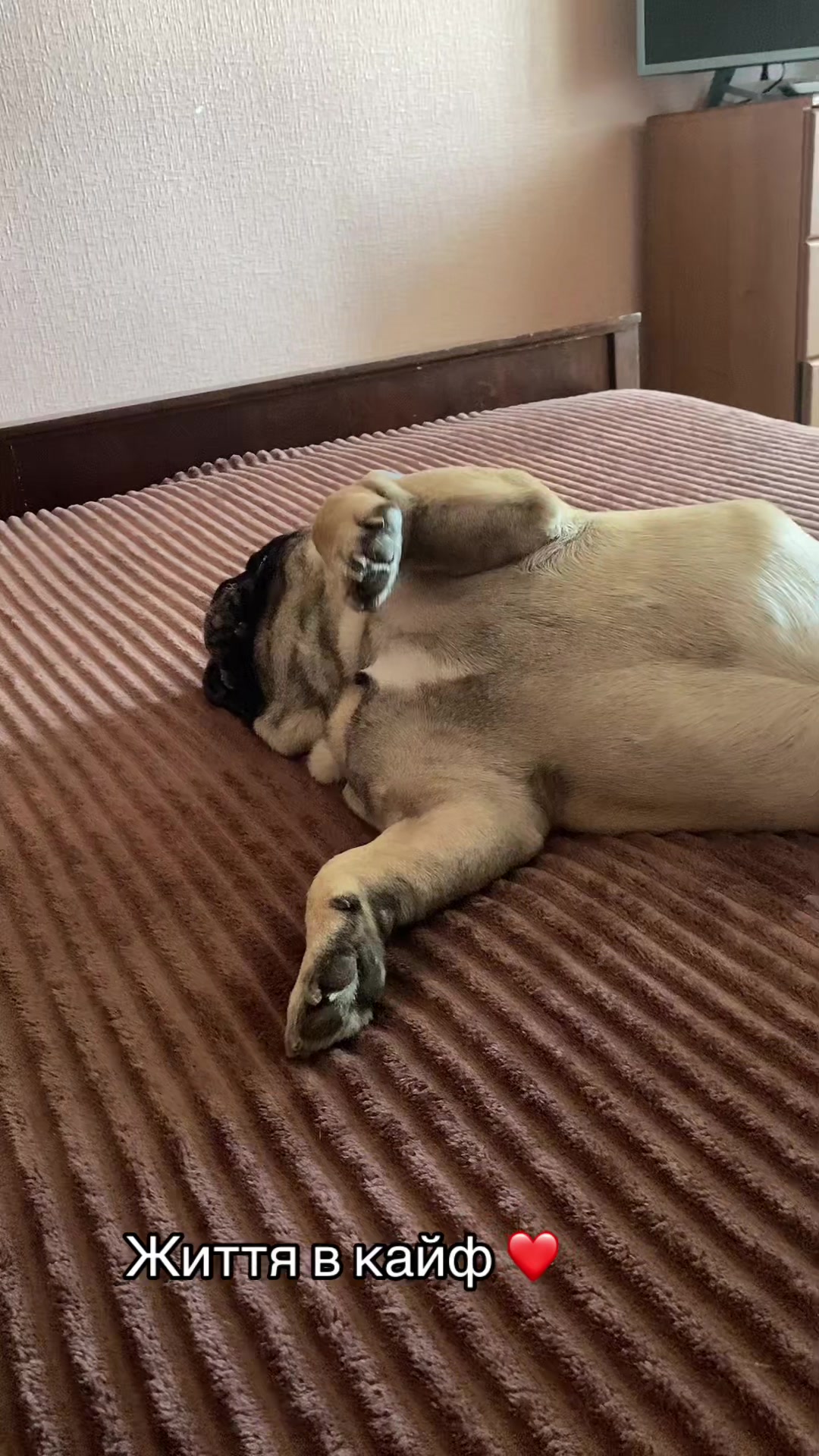@_holly_bulls_