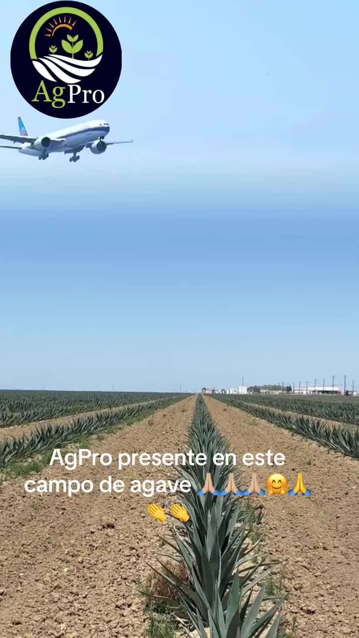 @Piedad Ayala