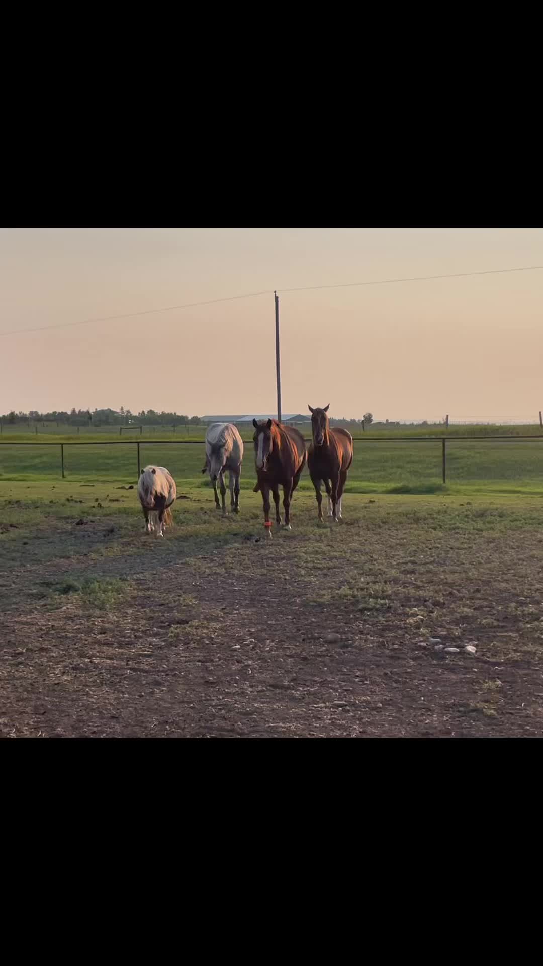 @starboundhorses
