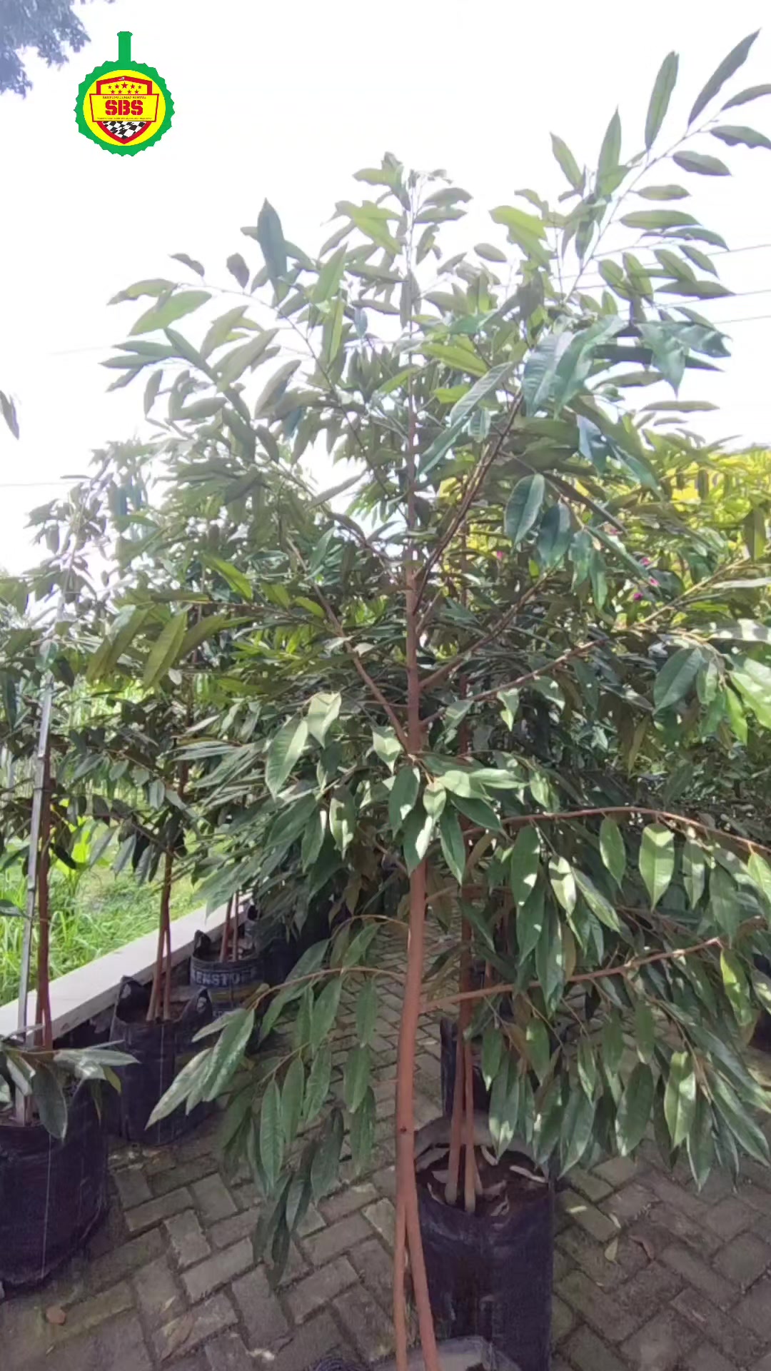 @Produksi Buah_SBS