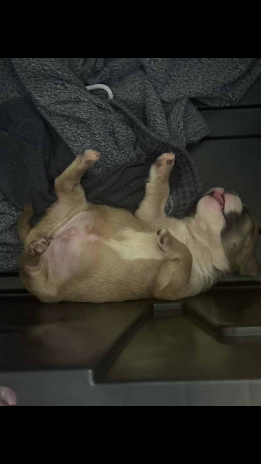 @BigDawgKennels
