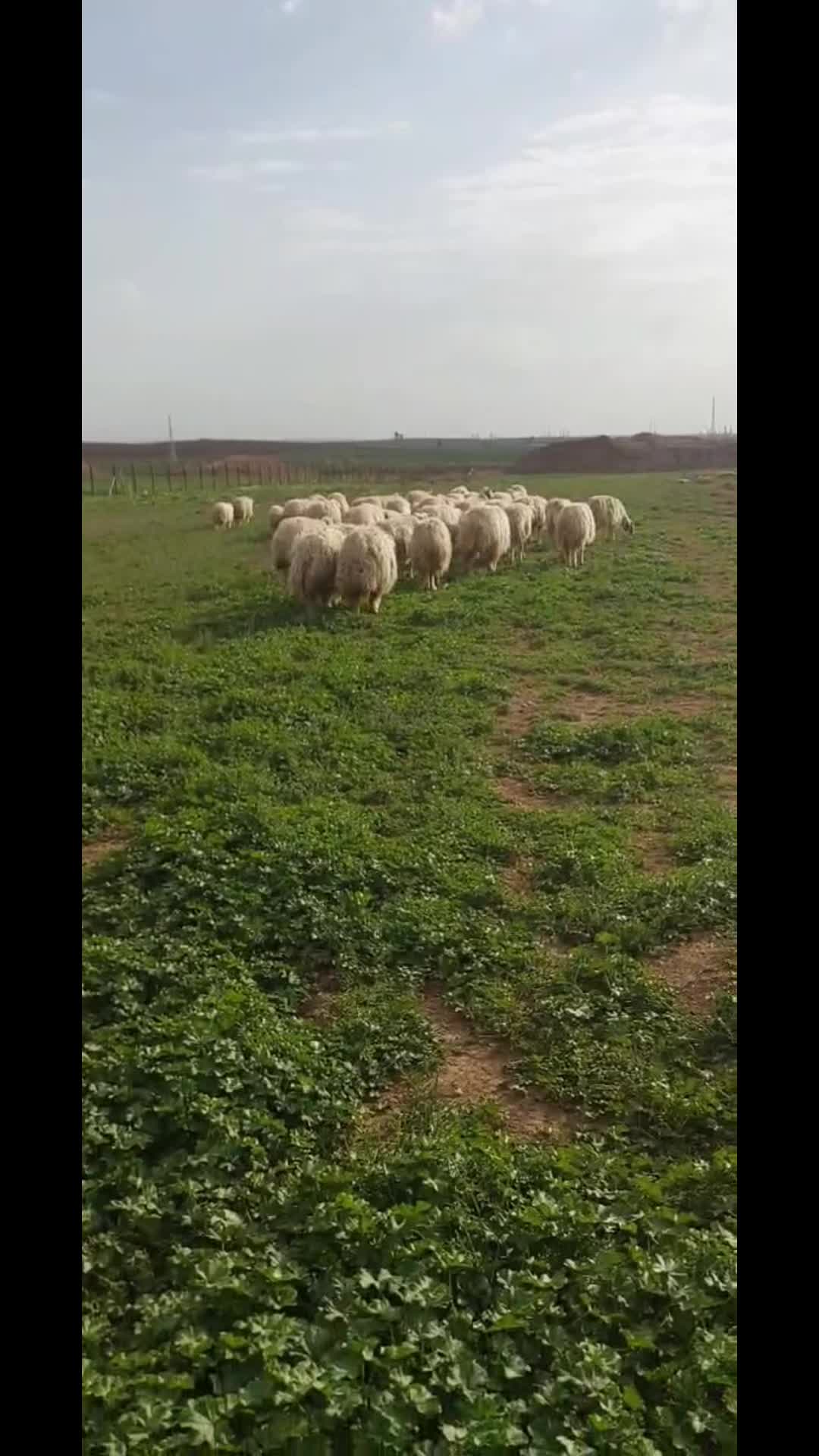@عو مەر قەساب