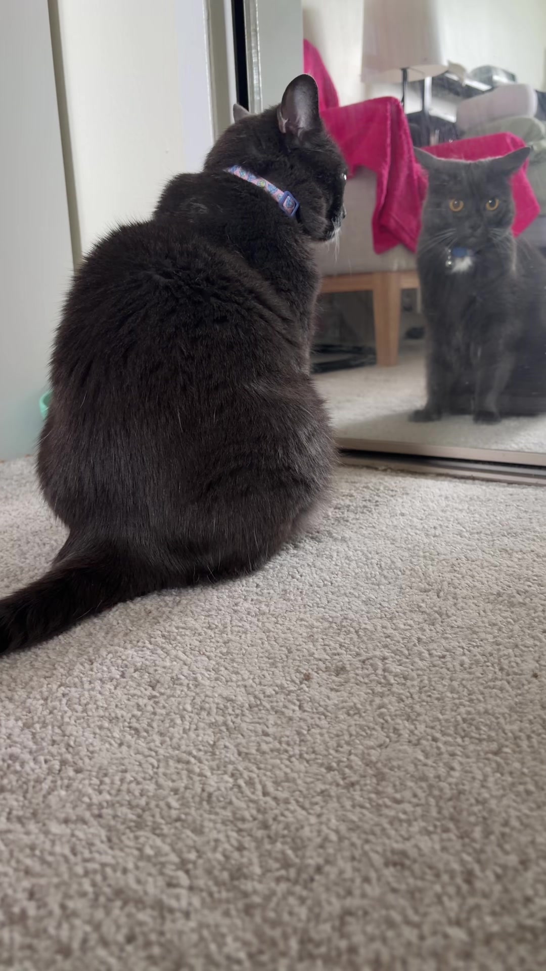 @zeldathecutecat