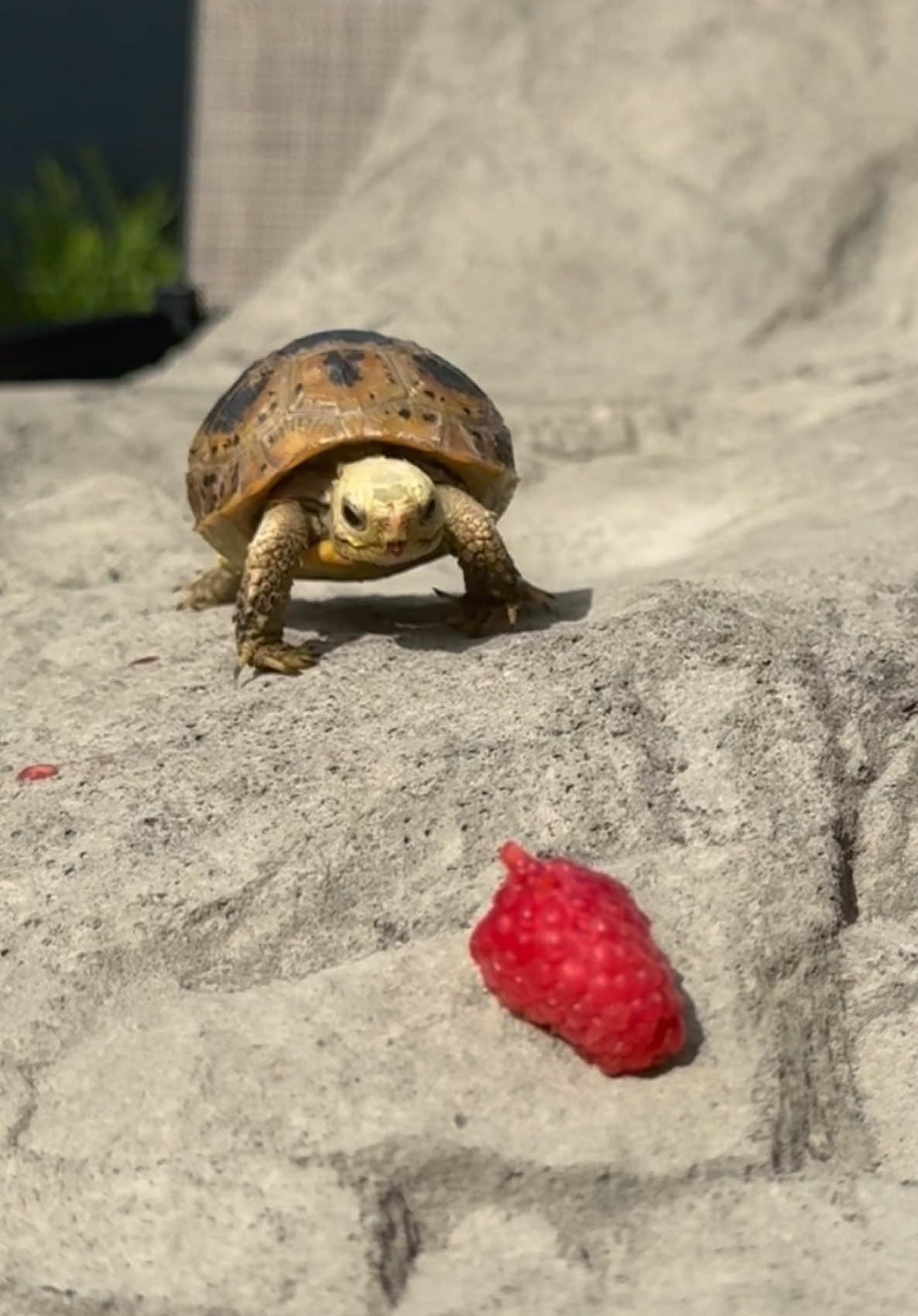 @Tommys_reptiles