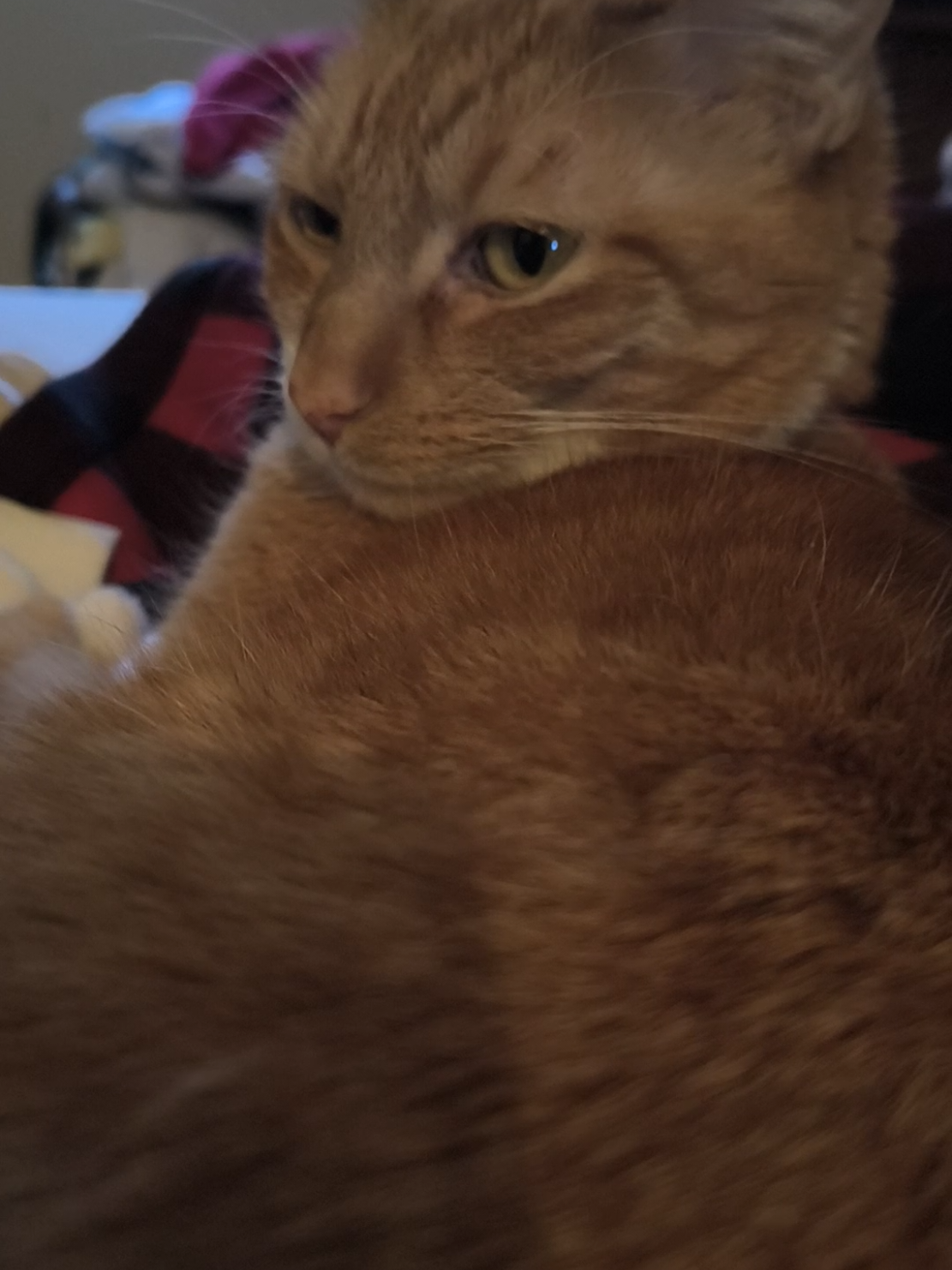 @Oskarcats