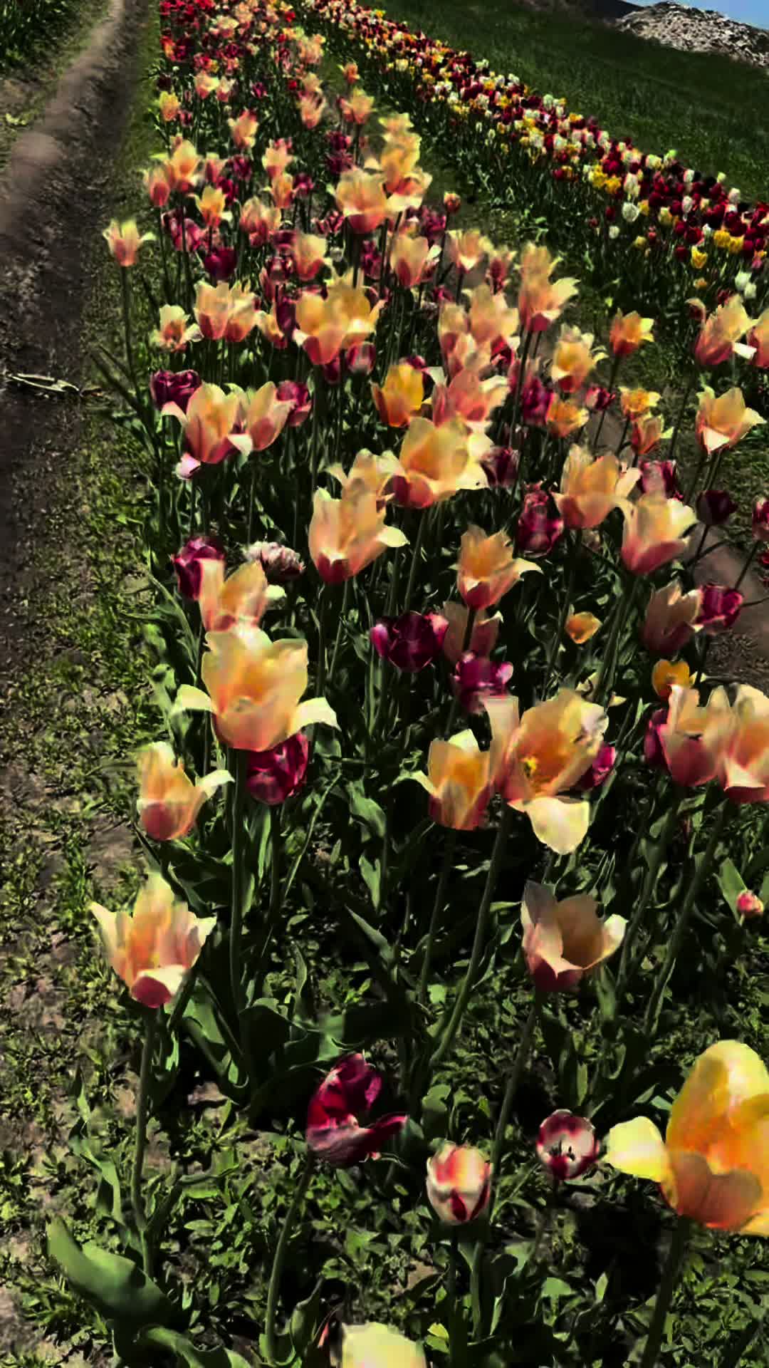 @⍣✩ 𝒜𝓈𝒽𝓁𝑒𝓎 𝒩𝒾𝒸❀𝓁𝑒 ✩⍣