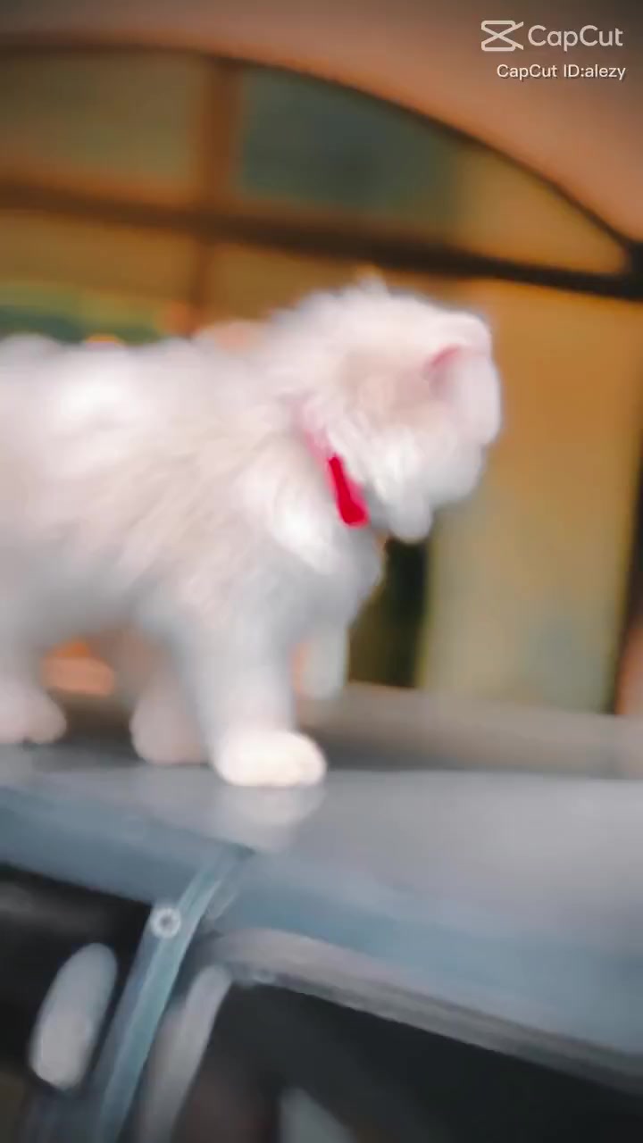 @𝐈𝐬𝐥𝐚𝐦𝐚𝐛𝐚𝐝𝐢𝐚𝐧 gl