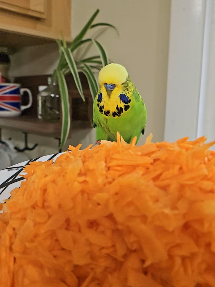 @Run Slow-Mo Charlie🦜