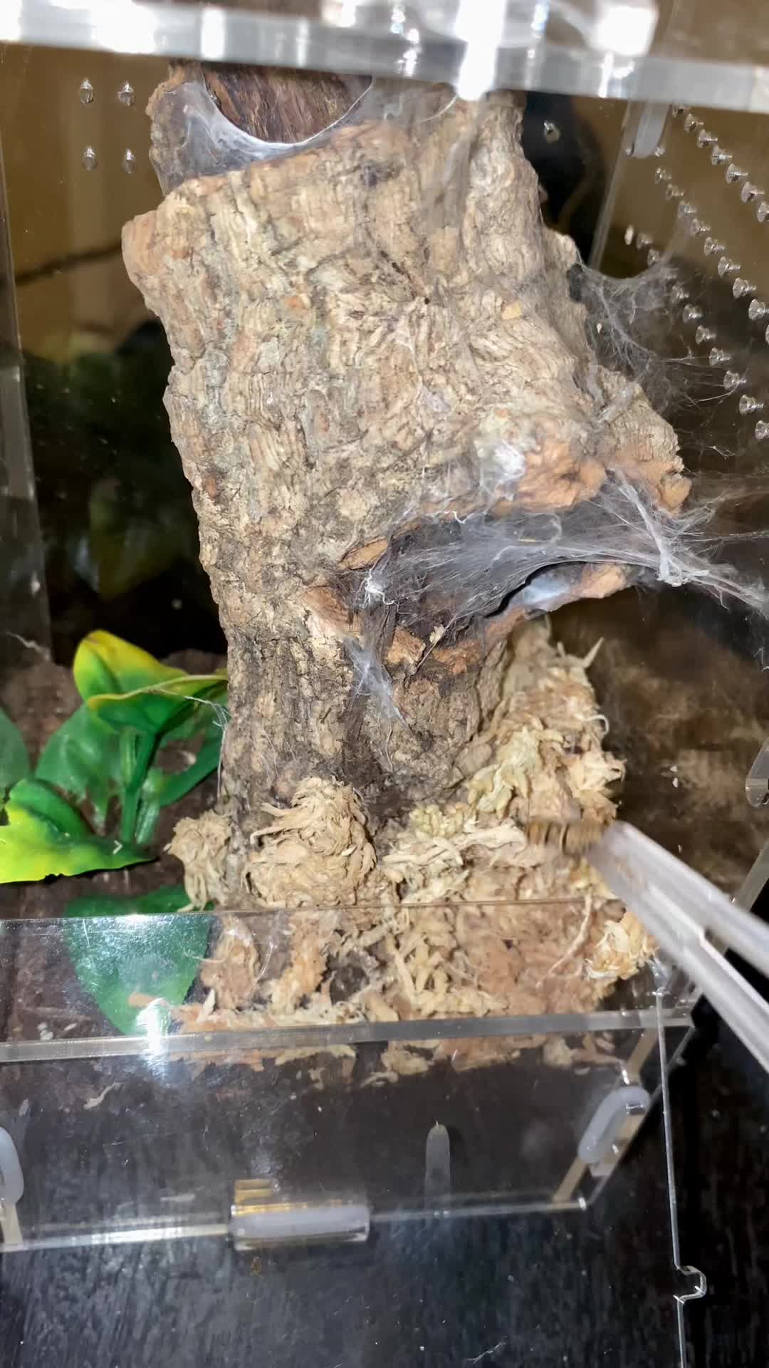 @vidaexotic_tarantulas