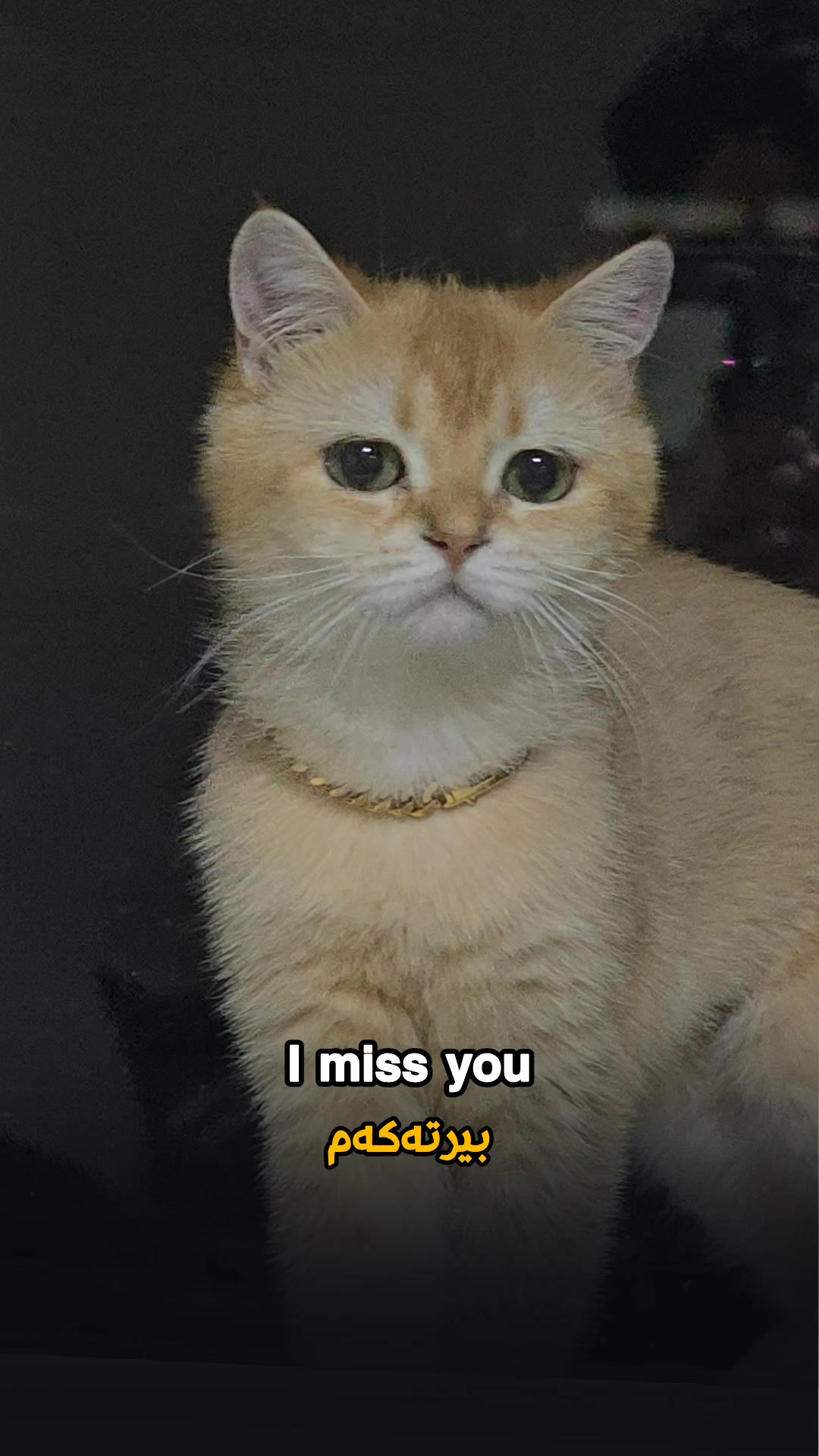 @سێ پشیلەکە🐾