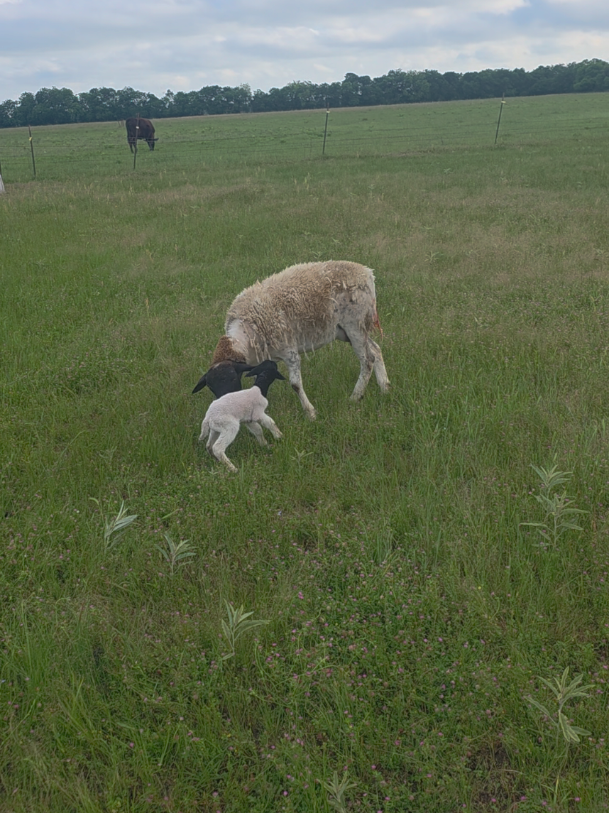 @mayte.famersRanch🐄🐃🐂🐑