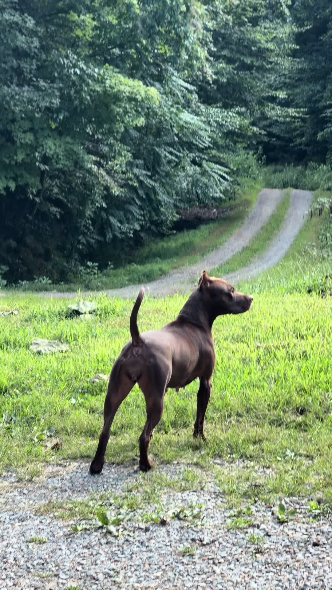 @WorldGoneMadKennels