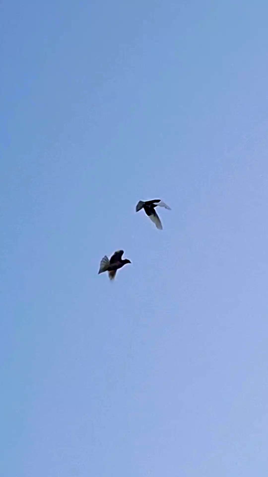 @Pigeons Tv