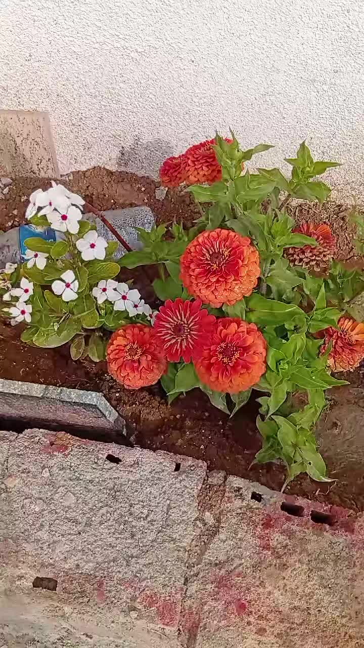 @Gazi şahin
