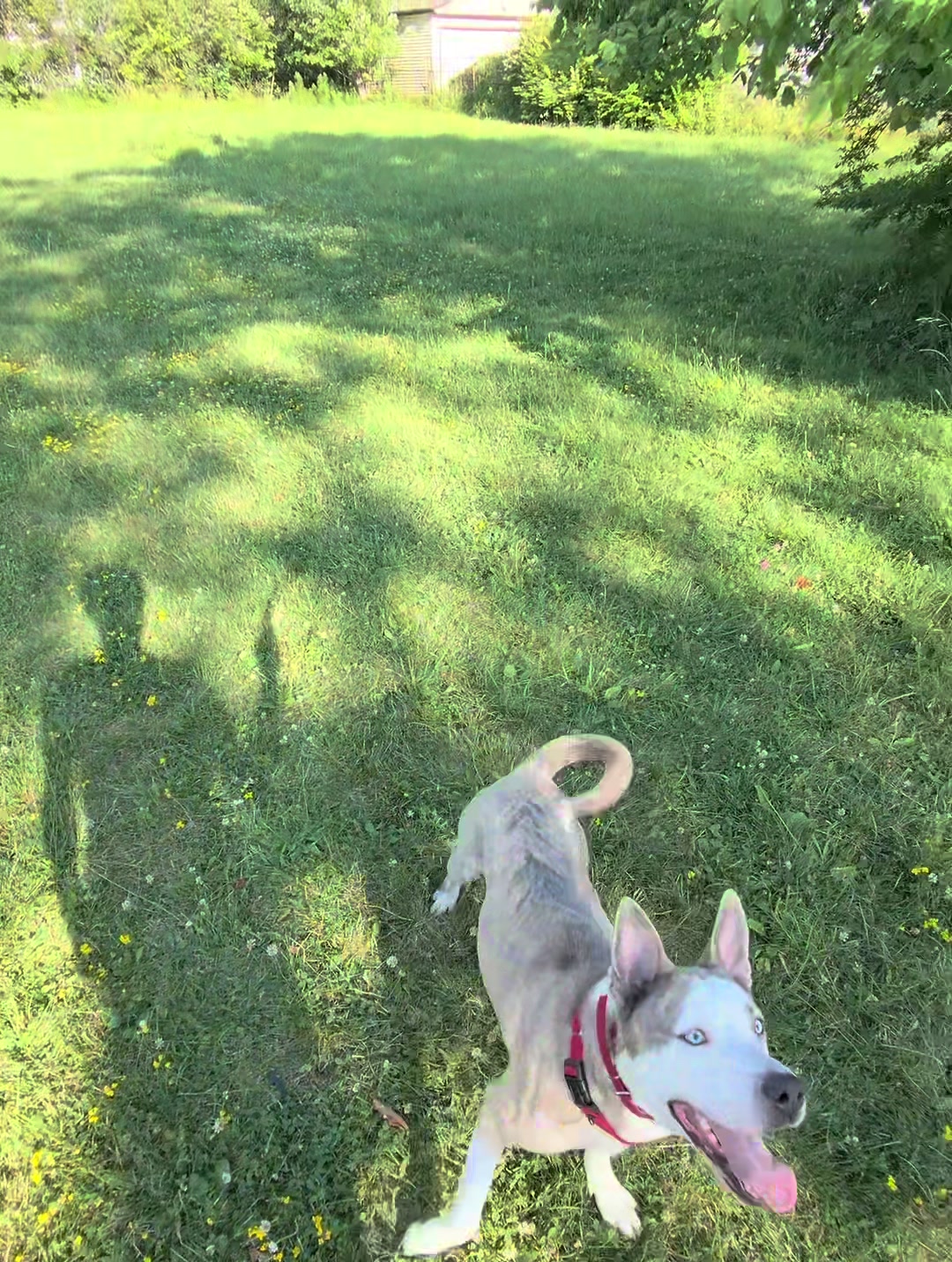 @Jay TheDog Trainer