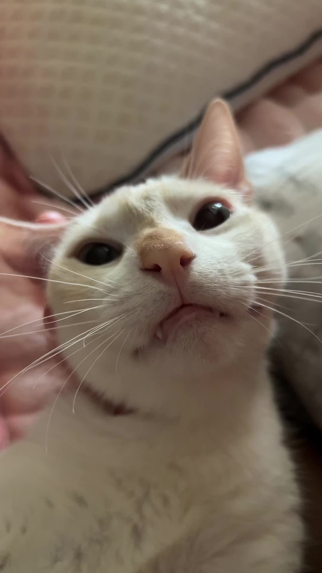 @FamiliarFEYpets