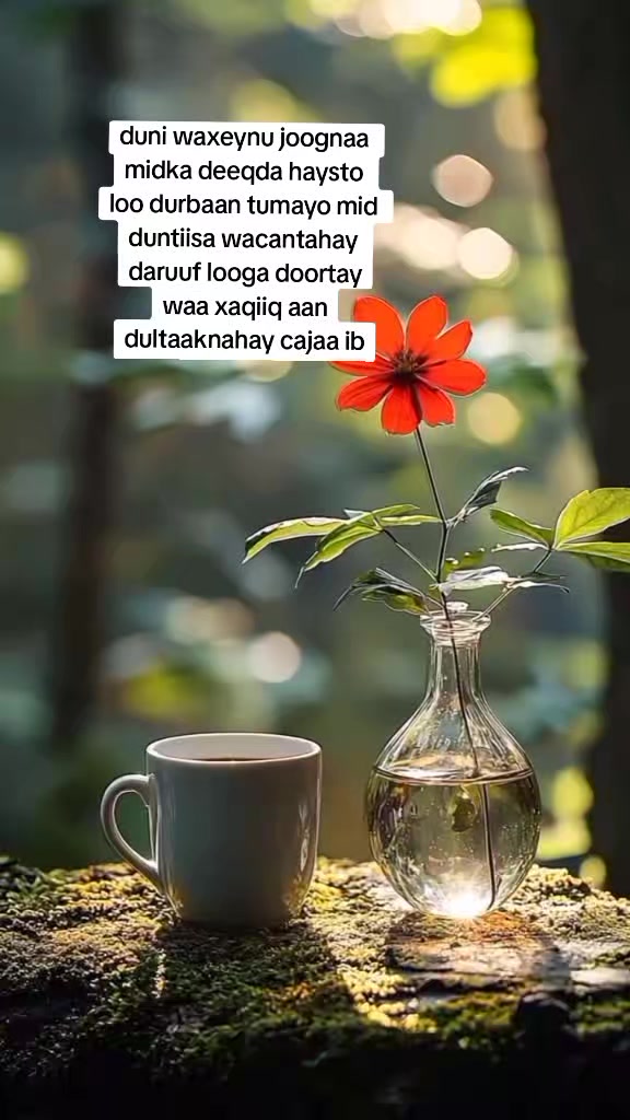 @canab  bintu  xasan 💖🩵🌹💯🐎