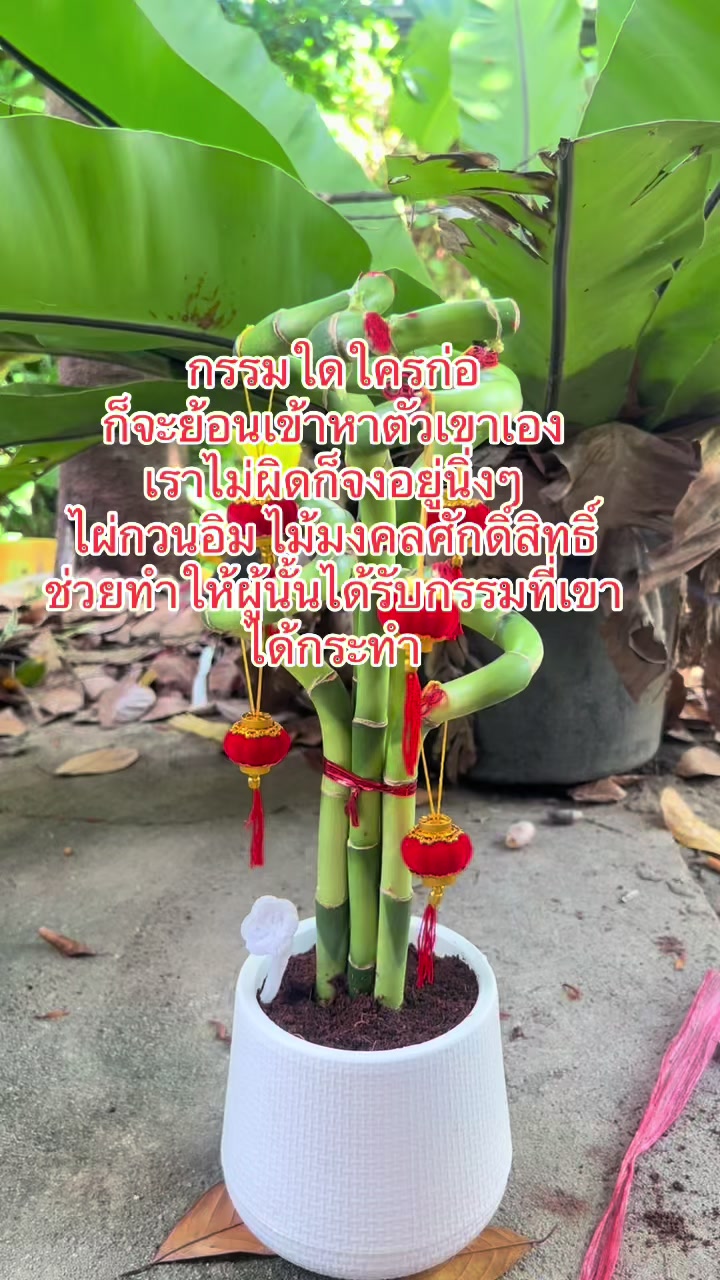 @ไผ่กวนอิมใส่โหลปลากัด