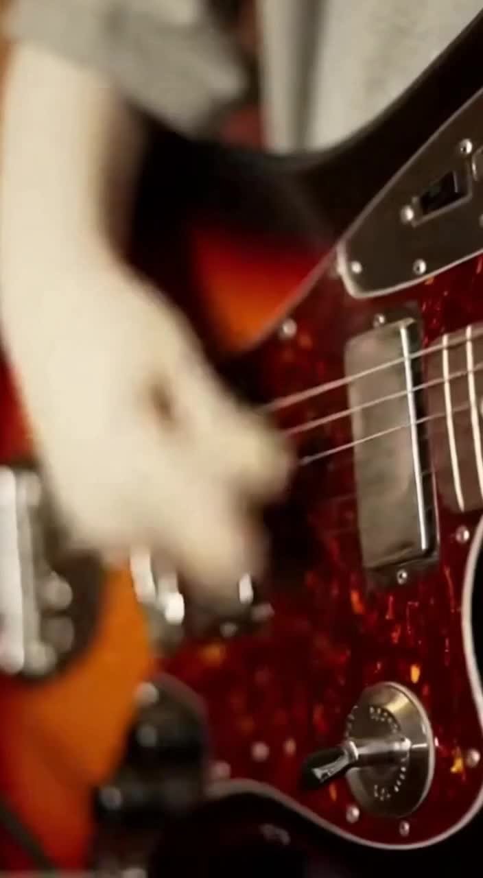 @Nirvana Cats