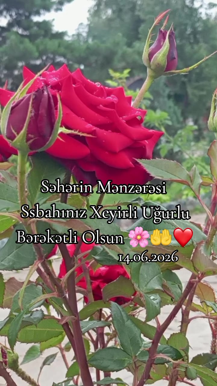 @♡𝙈𝙞𝙣𝙣𝙤𝙨̧➷♡🌸