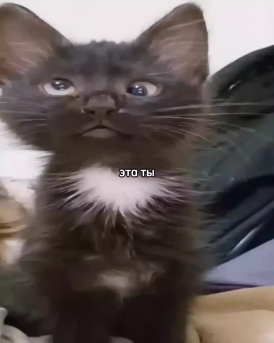@ꜰᴇɴʏᴀ@
