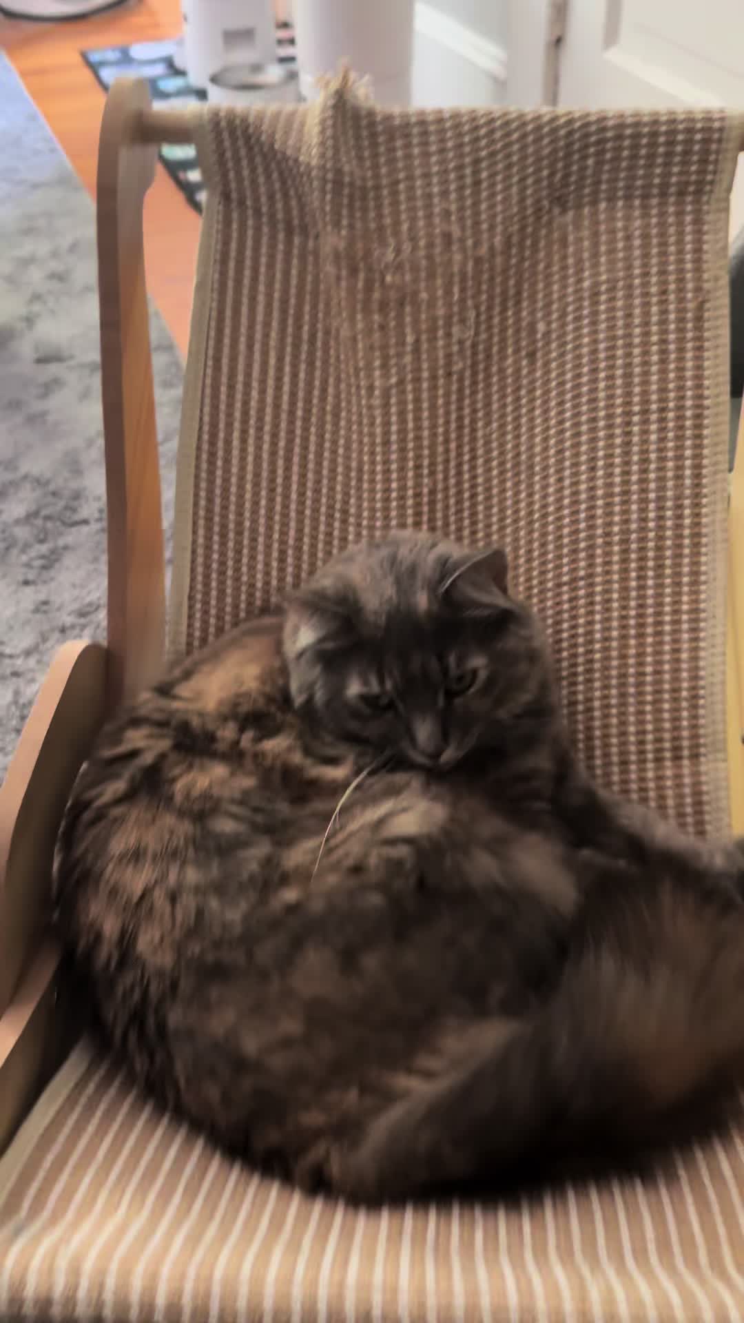 @TailsandWhiskersCo