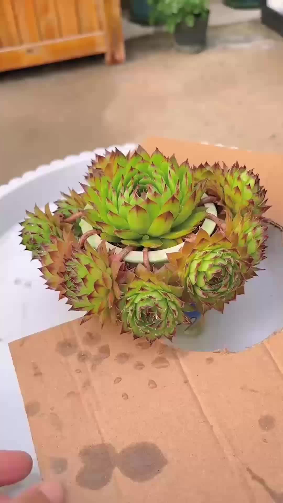 @Succulent Garden