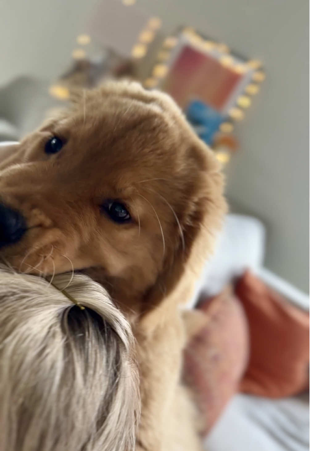 @Good Boy Bodhi 🦁