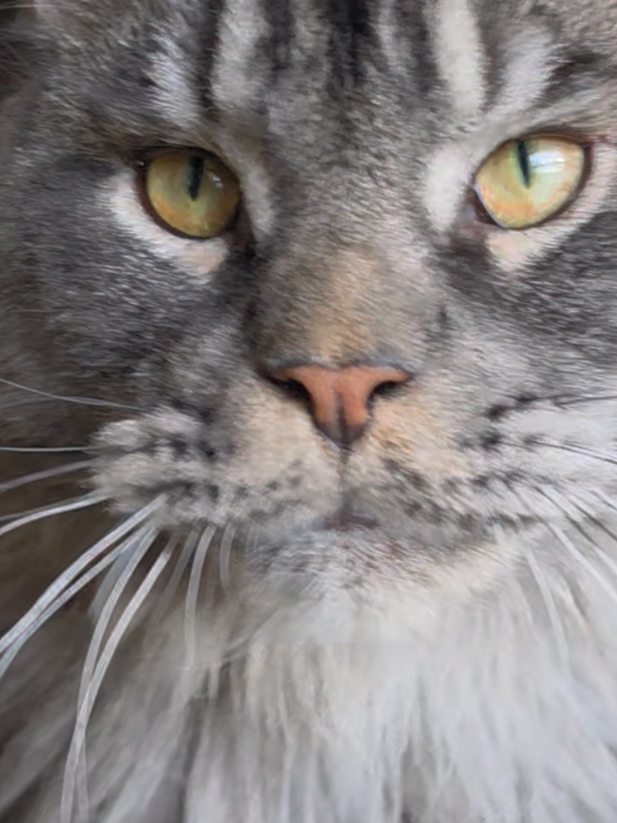 @OC Nelly Chan