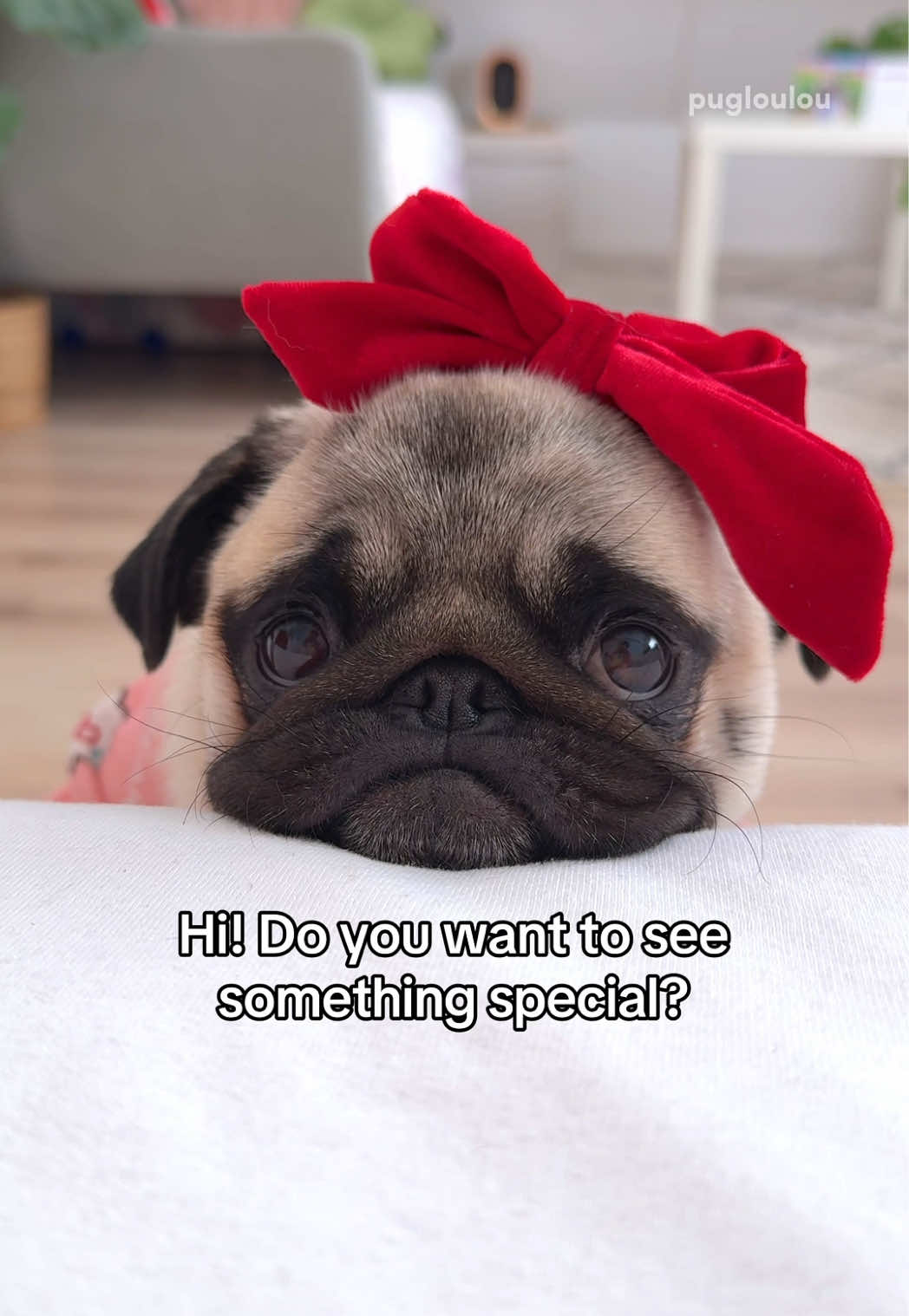 @Loulou the Pug