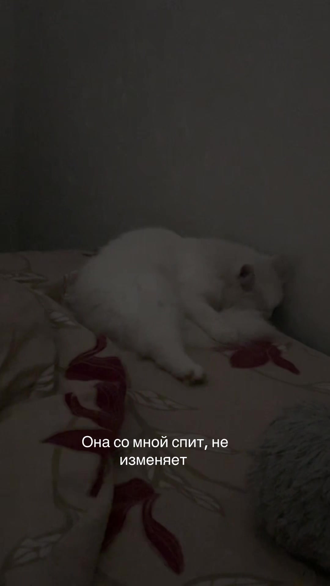 @💗🐰Ласка🐰💗
