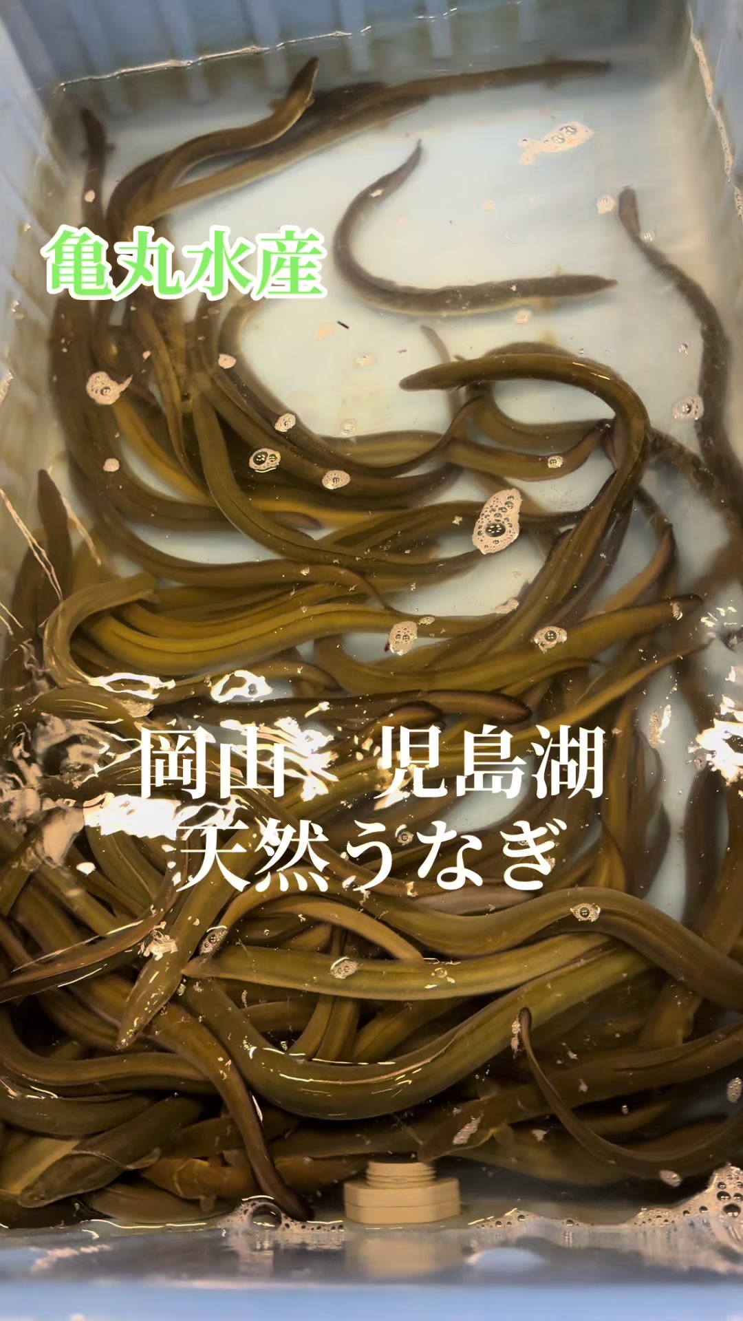@亀丸水産社長🐢