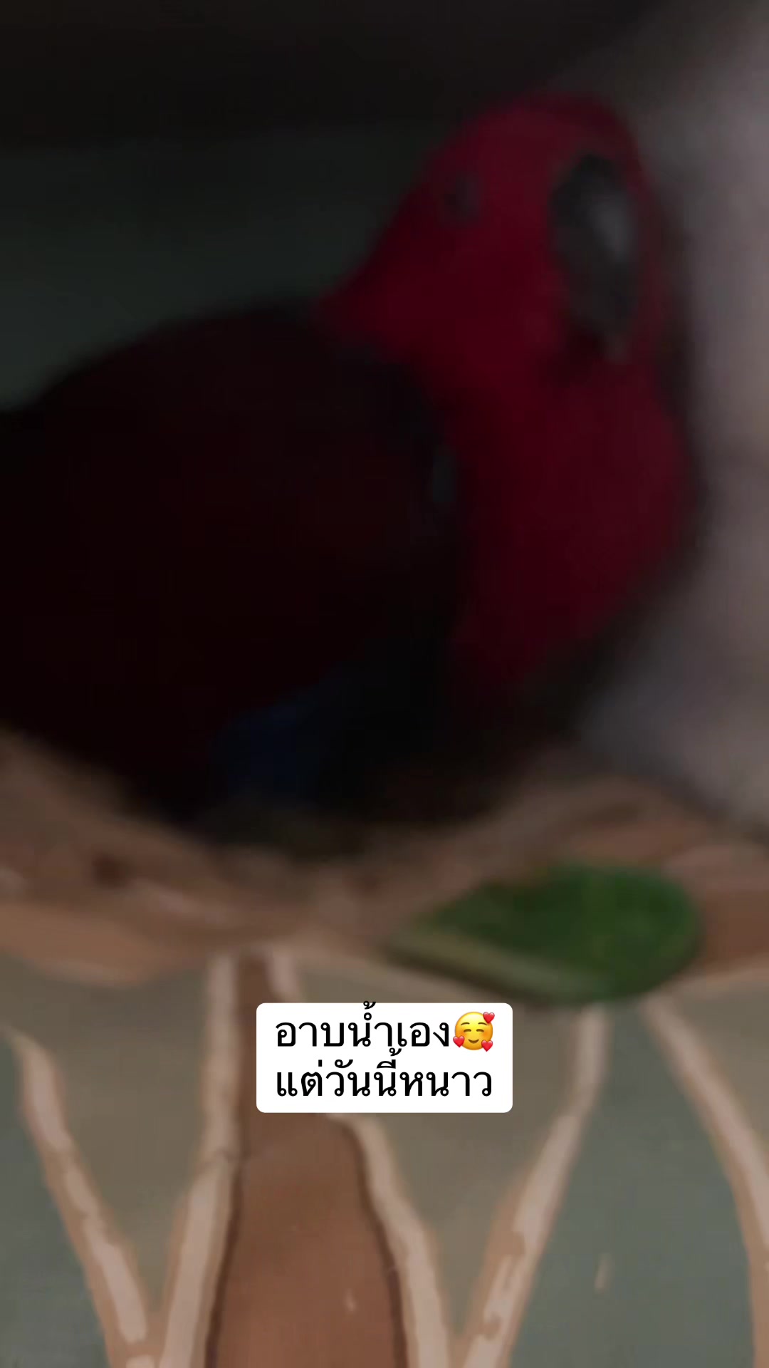 @Female parrot🥰👫🦜