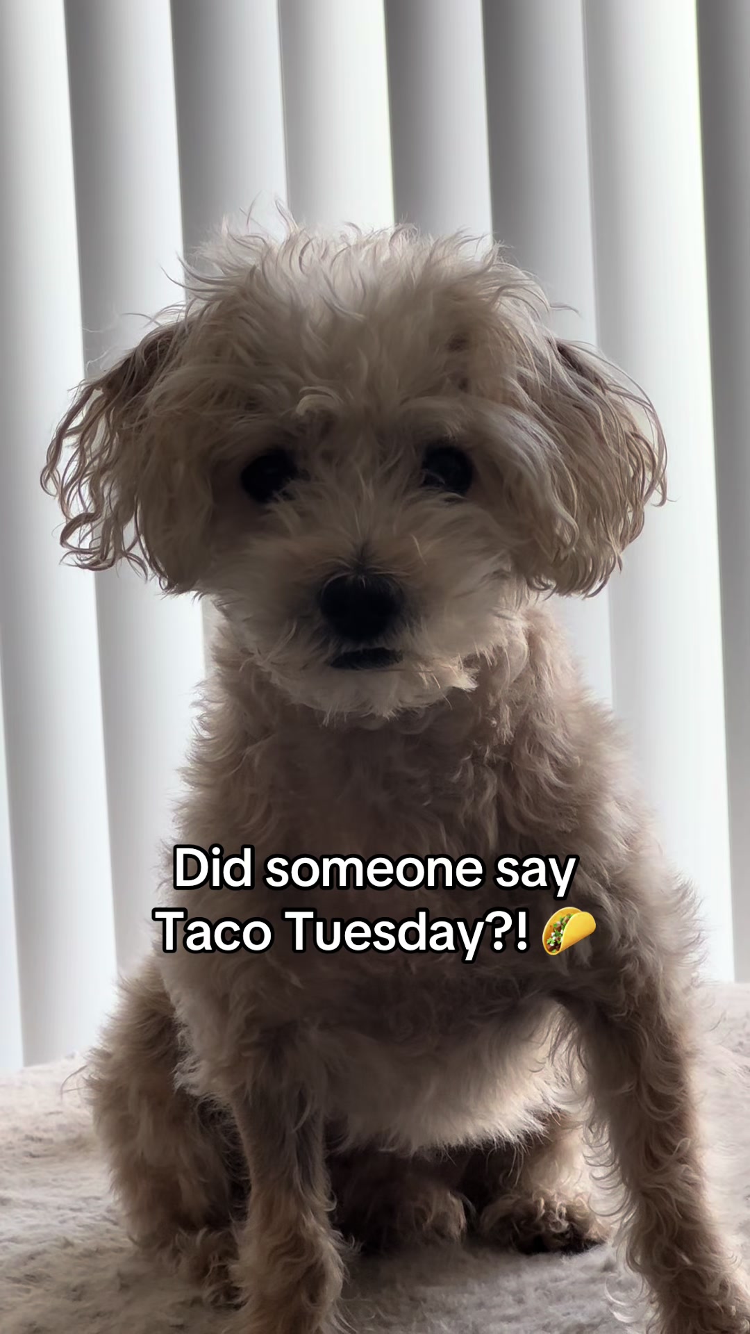 @He Was A PoodleBoi