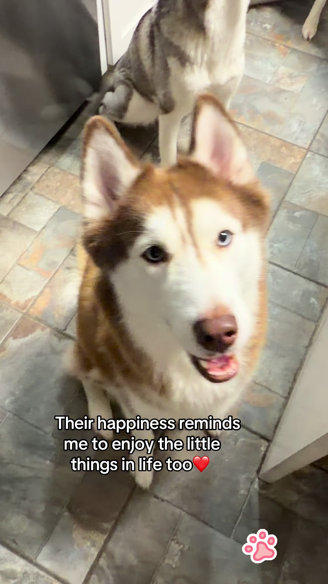@Thresher_Huskies