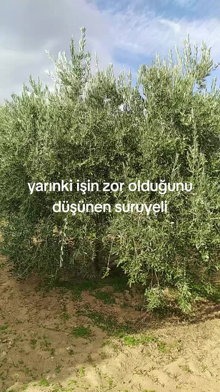 @Ali &Ccedil;ankaya