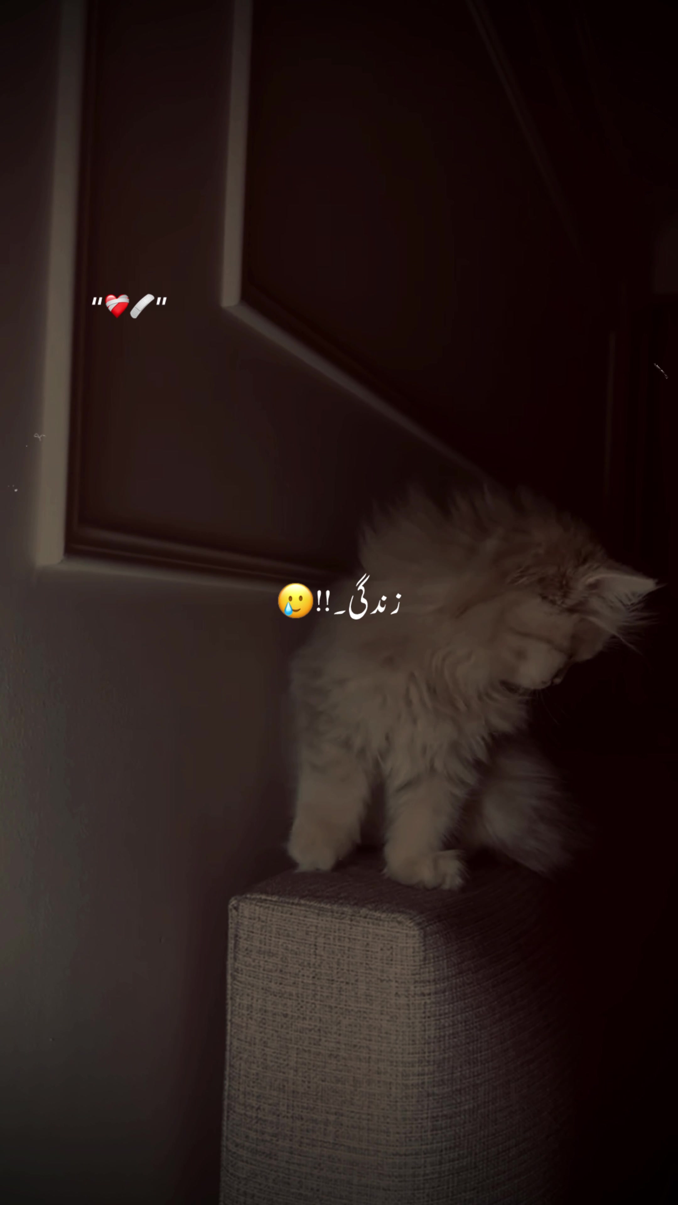 @♡︎𝗔𝗦𝗟𝗔𝗠_𝗘𝗗𝗜𝗧𝗫 ⋆⟡♡