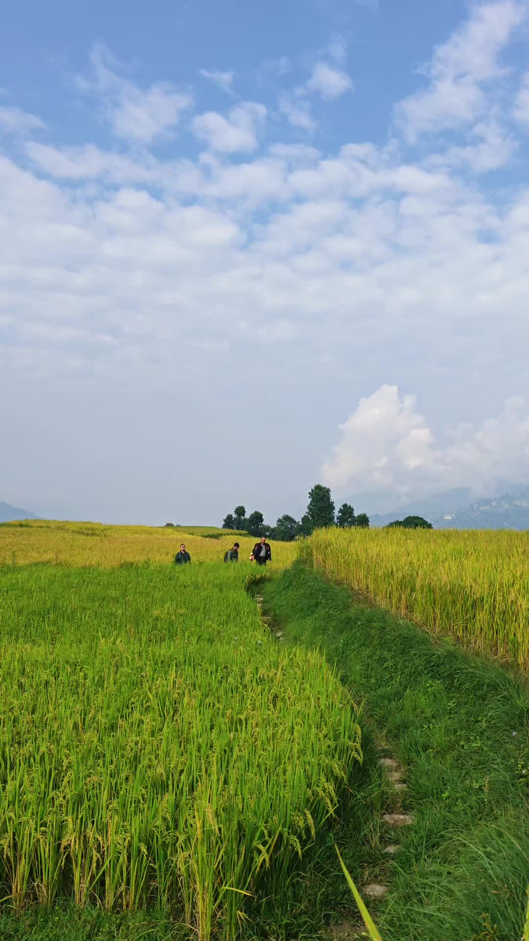 @P TULADHAR