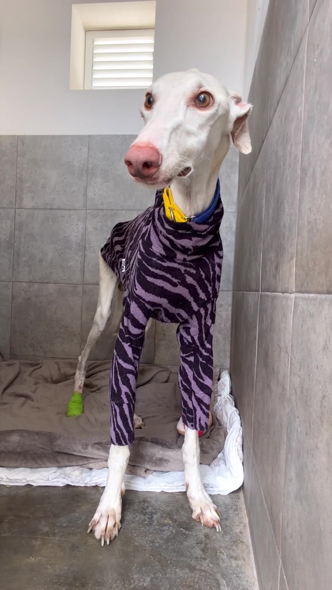 @Galgos del Sol
